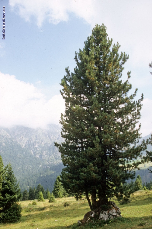http://www.hoteldolomiten.com/fotogalerie/cache/vs_Landscapes_35.jpg