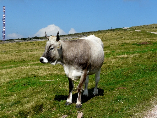 http://www.hoteldolomiten.com/fotogalerie/cache/vs_Renon%20impressioni_P1130090.JPG