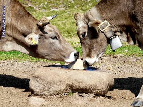 http://www.hoteldolomiten.com/fotogalerie/cache/vs_Renon%20impressioni_P1130194.JPG