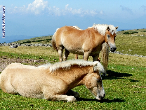 http://www.hoteldolomiten.com/fotogalerie/cache/vs_Renon%20impressioni_P1130196.JPG