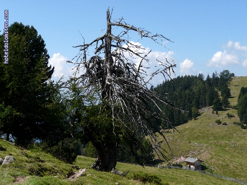 http://www.hoteldolomiten.com/fotogalerie/cache/vs_Renon%20impressioni_P1130252.JPG