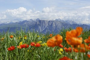 Das Rittner Horn im Frühsommer